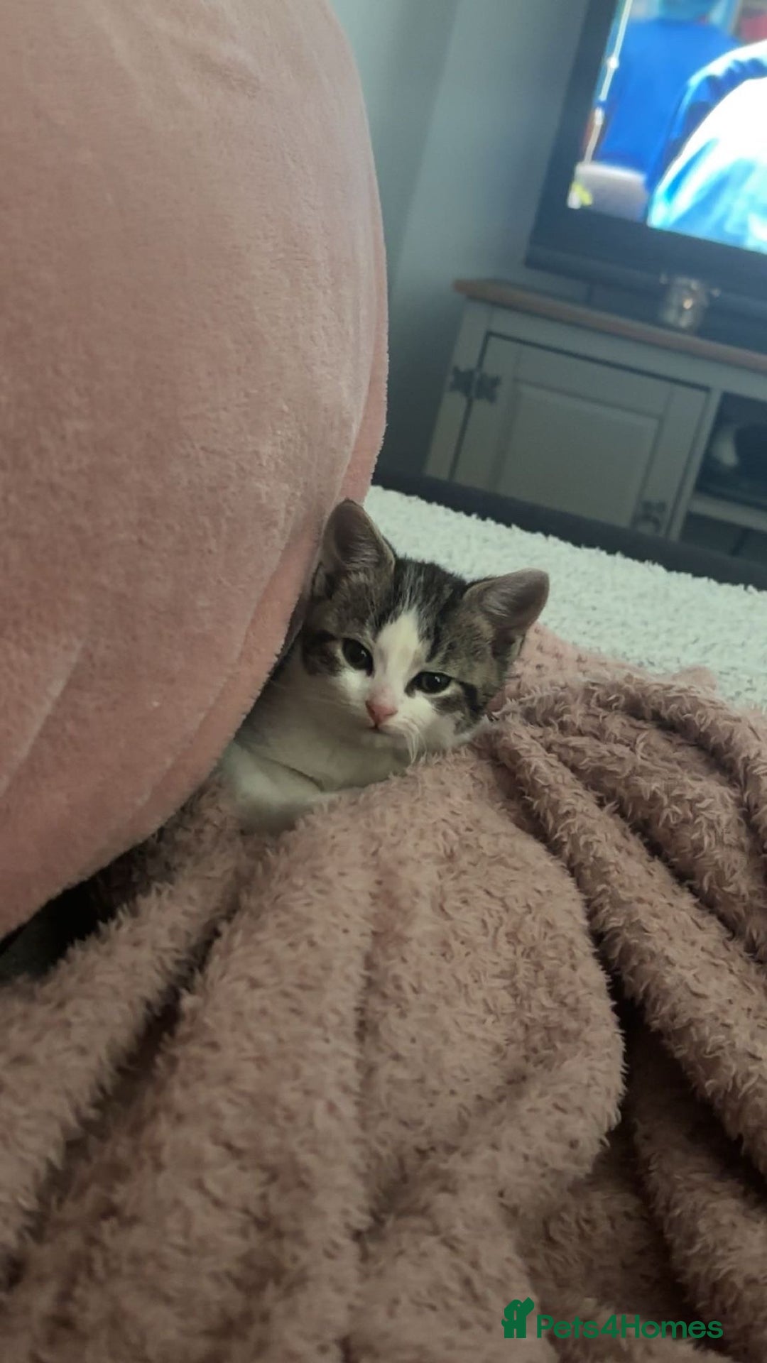 Mixed Breed cats for sale: Mixed breed kittens  - Advert 16