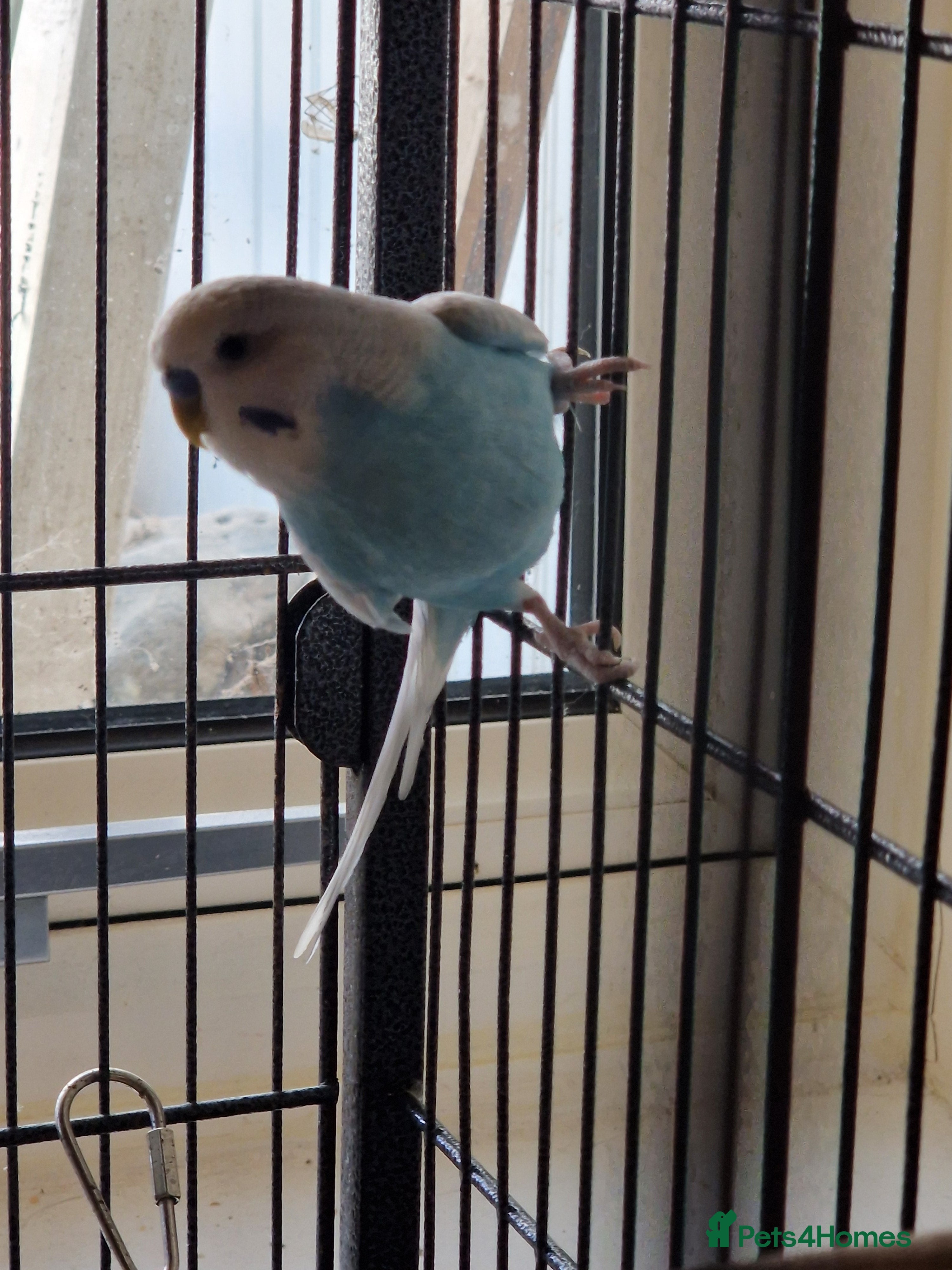 Budgerigars birds New home needed for 1 Budgie in Cambridge - Advert 1