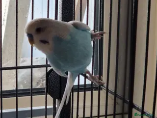 Budgerigars birds New home needed for 1 Budgie in Cambridge - Advert 1
