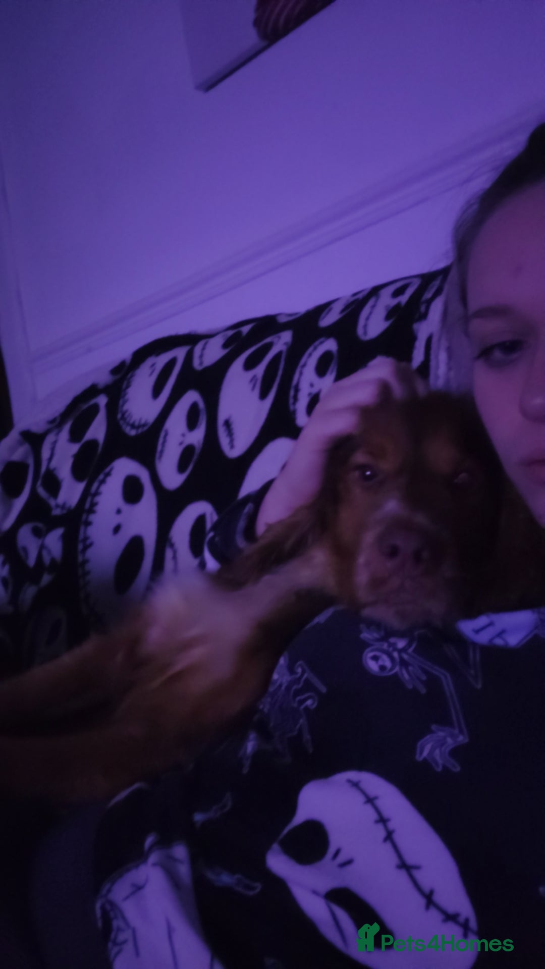 Cocker Spaniel dogs for sale: Buddy the cocker spaniel - Advert 9