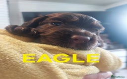 Sprocker dogs for sale: Exceptional working-line puppies for loving homes! - Image 21