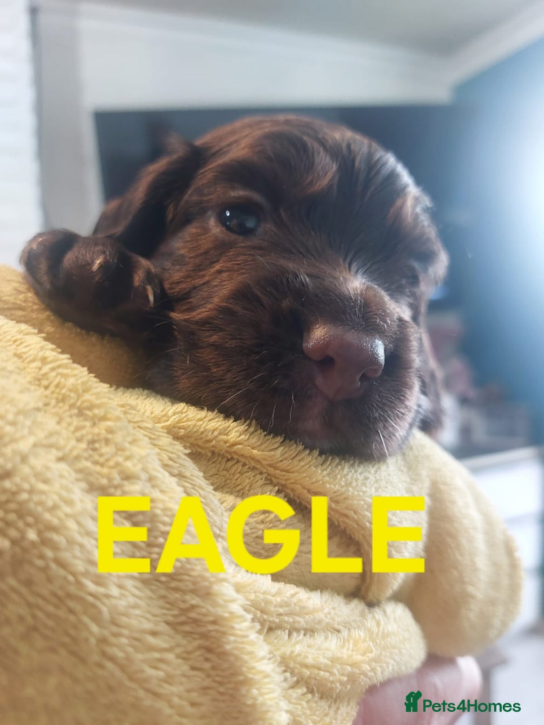 Sprocker dogs for sale: Exceptional working-line puppies for loving homes! - Image 21