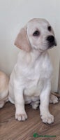Labrador Retriever dogs Traditional english show type labrador puppies - Advert 9