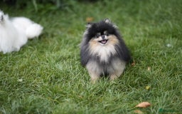 Pomeranian dogs for sale: Two tiny boys are looking for their home - Image 12