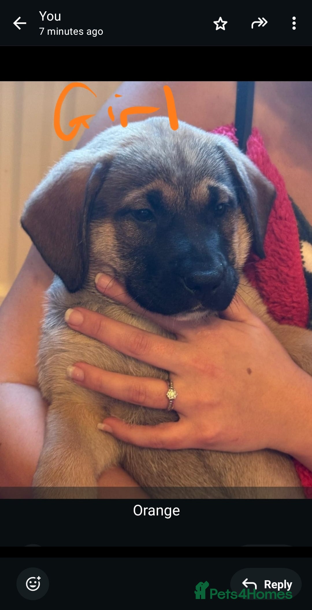 Mixed Breed dogs for sale: Available now! Mastiff / German Shephard puppies  - Advert 13