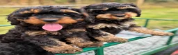 Cavapoo dogs for sale: Black and Tan Cavapoos - Advert 8