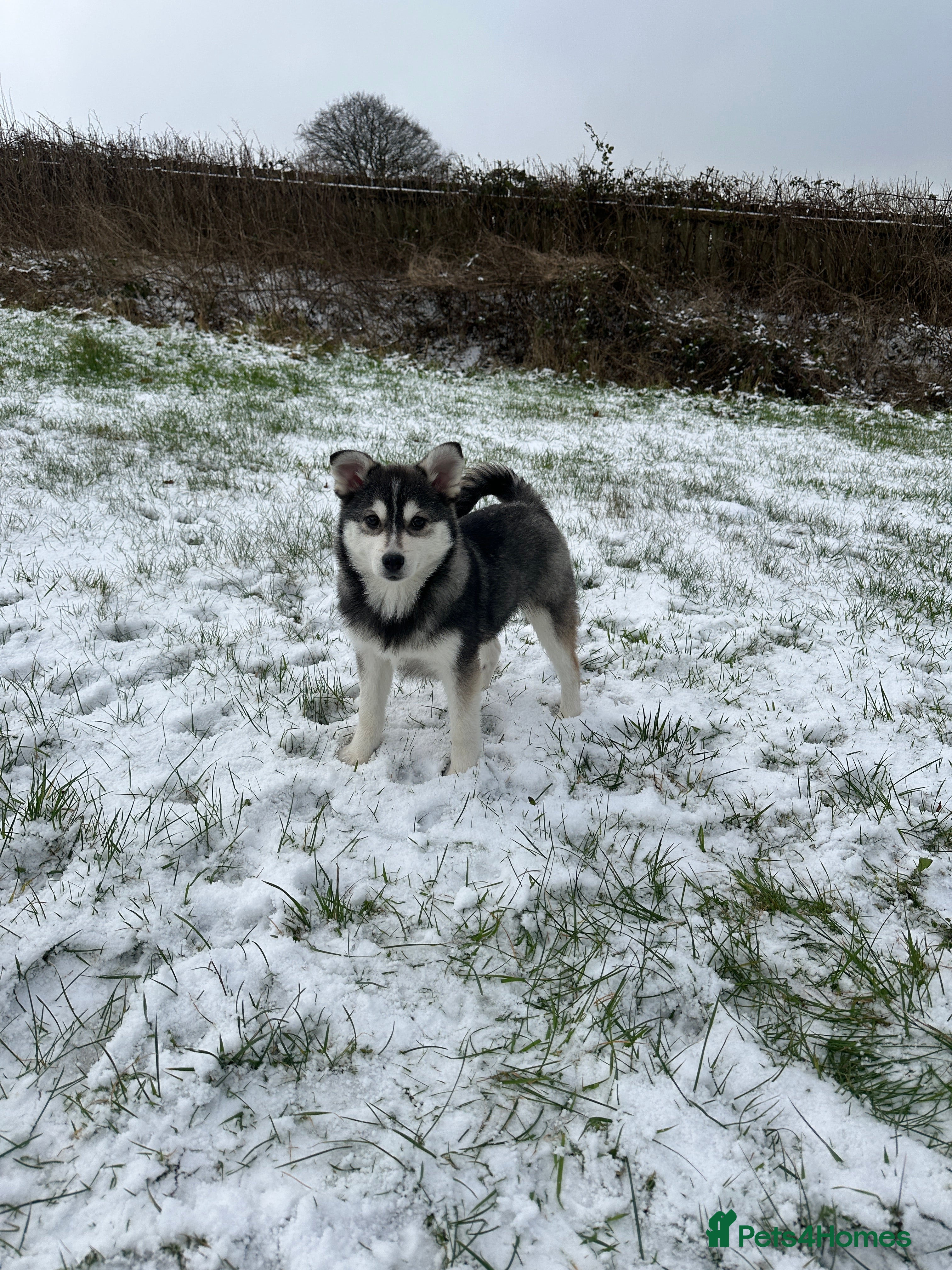 Pomsky dogs F3 perfect husky markings male Pomsky puppy  - Advert 10