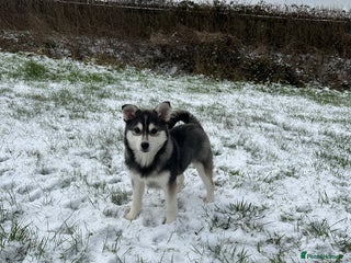 Pomsky dogs F3 perfect husky markings male Pomsky puppy - Advert 10