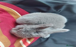 Mini Lop rabbits for sale: Gorgeous 💙purebred mini lop bunnies💙  - Image 13