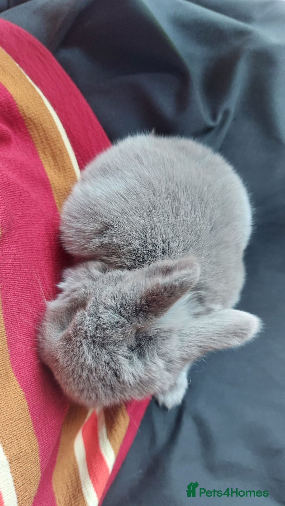 Mini Lop rabbits for sale: Gorgeous 💙purebred mini lop bunnies💙  - Image 13
