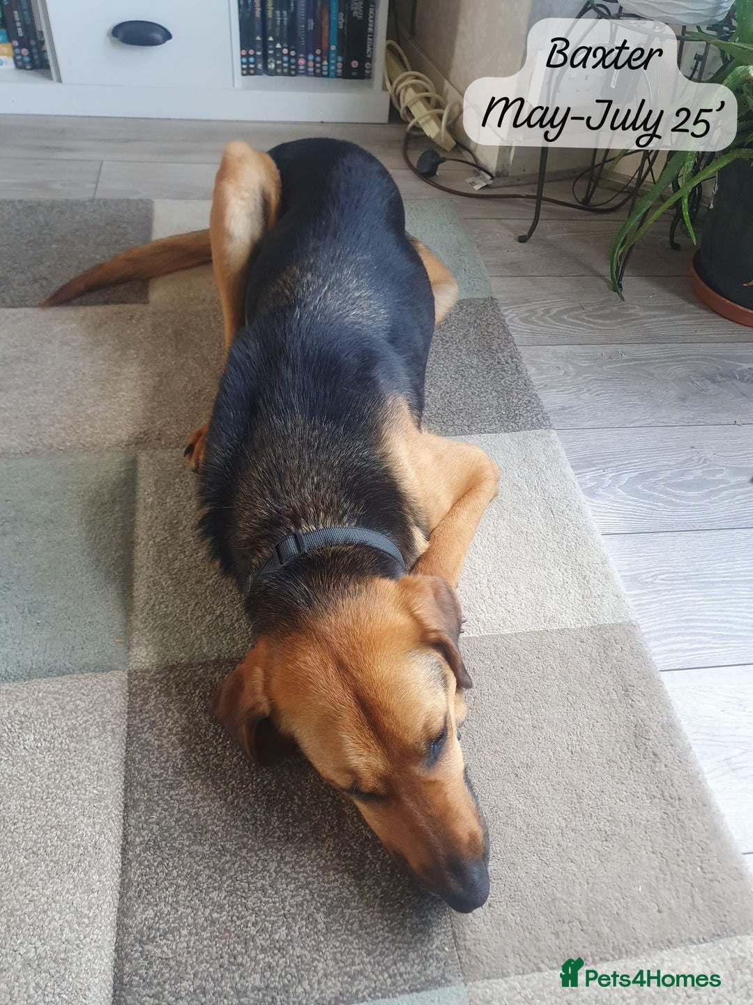 Mixed Breed dogs for adoption: Baxter, 5 yrs old boy. Available for adoption. - Image 19