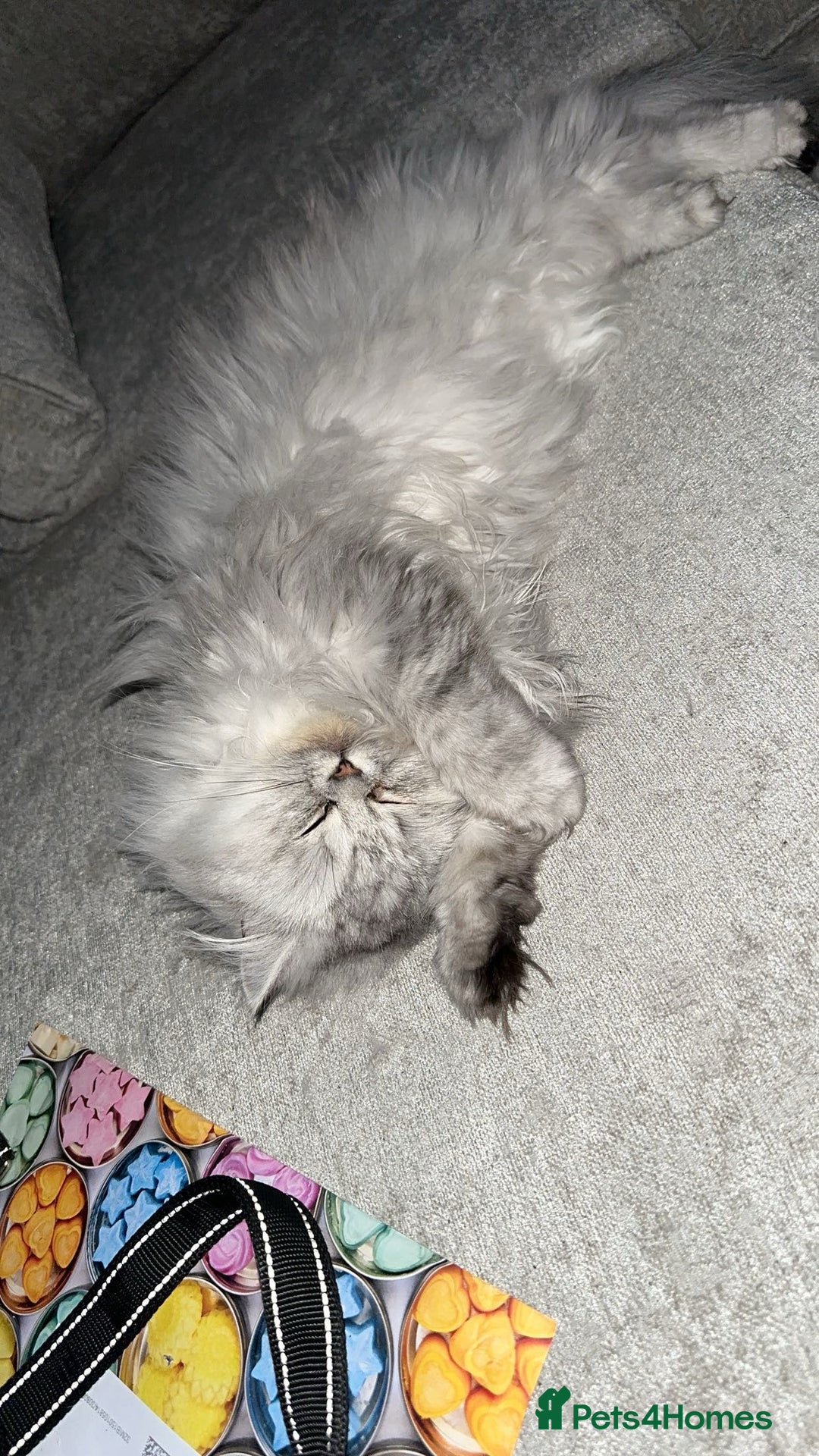Persian cats for sale: 2 year old Persian  - Advert 4