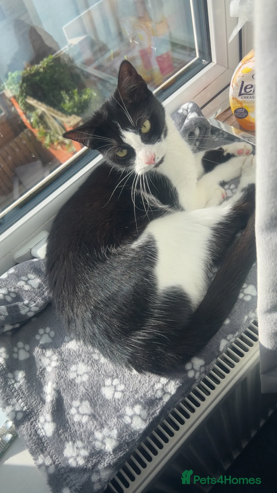 American Shorthair cats for sale: Timid girl looking for a quiet home  in Barnsley - Advert 1