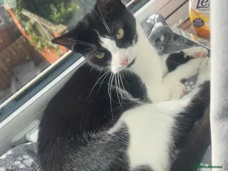 American Shorthair cats Timid girl looking for a quiet home - Advert 1