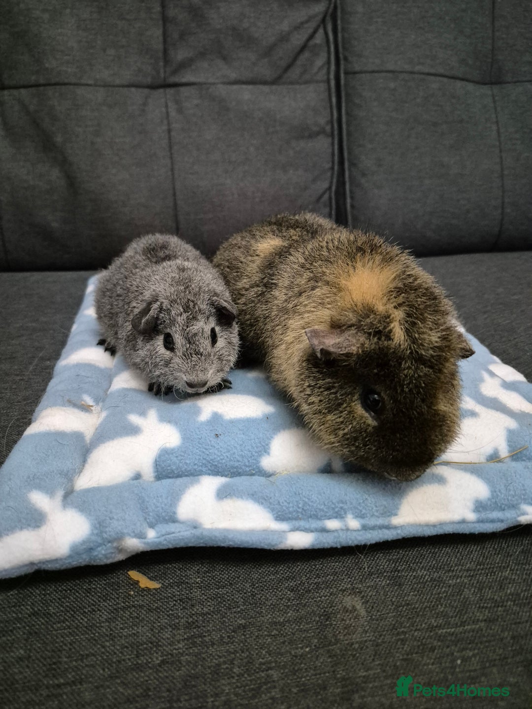 Guinea Pig rodents for sale: 6mth Teddy and 8week Rex - Advert 1