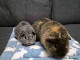 Guinea Pig rodents 6mth Teddy and 8week Rex - Advert 1