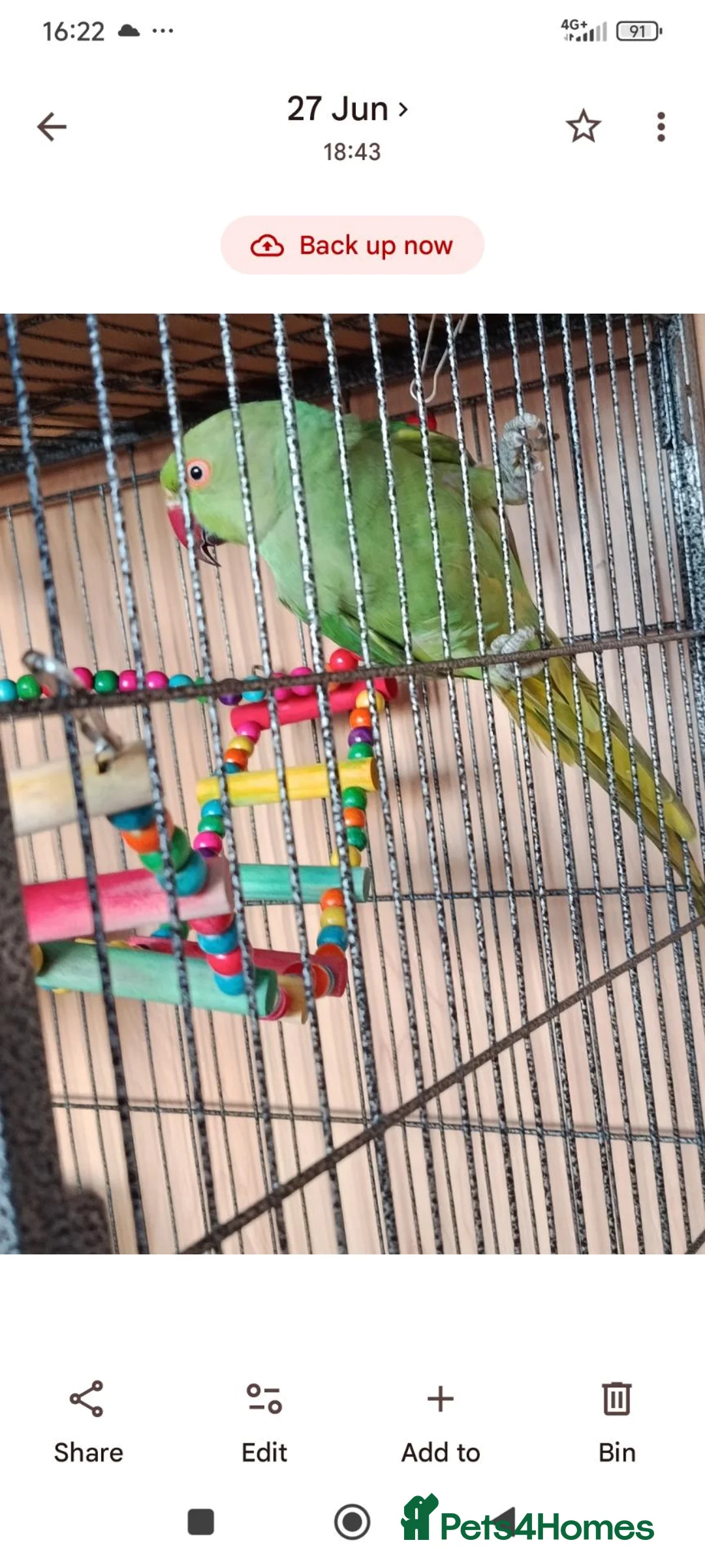 Ringnecks birds for sale: Ringneck parrot 5 months old friendly but not in Birkenhead - Advert 2