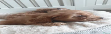 Cavapoo 3