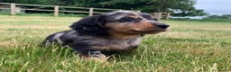 Miniature Dachshund dogs for sale: miniature longhaired dachshund's - Advert 11