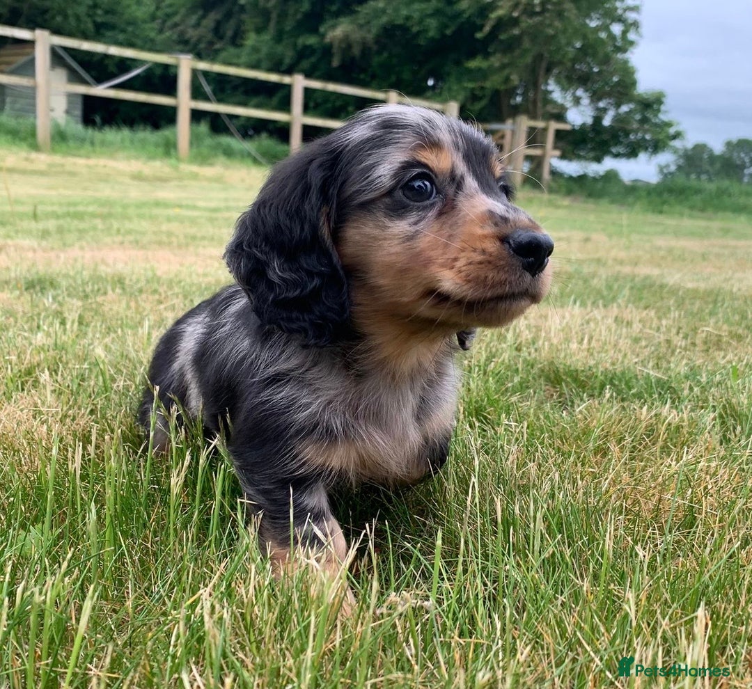 Miniature Dachshund dogs for sale: miniature longhaired dachshund's - Advert 11