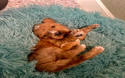 Cavapoo dogs for sale: Pups coming soon (F1) - Advert 2