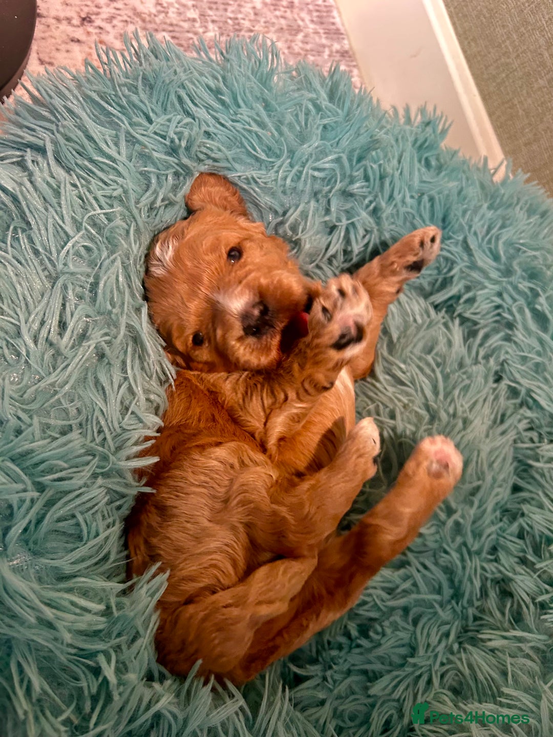 Cavapoo dogs for sale: Pups coming soon (F1) - Advert 2