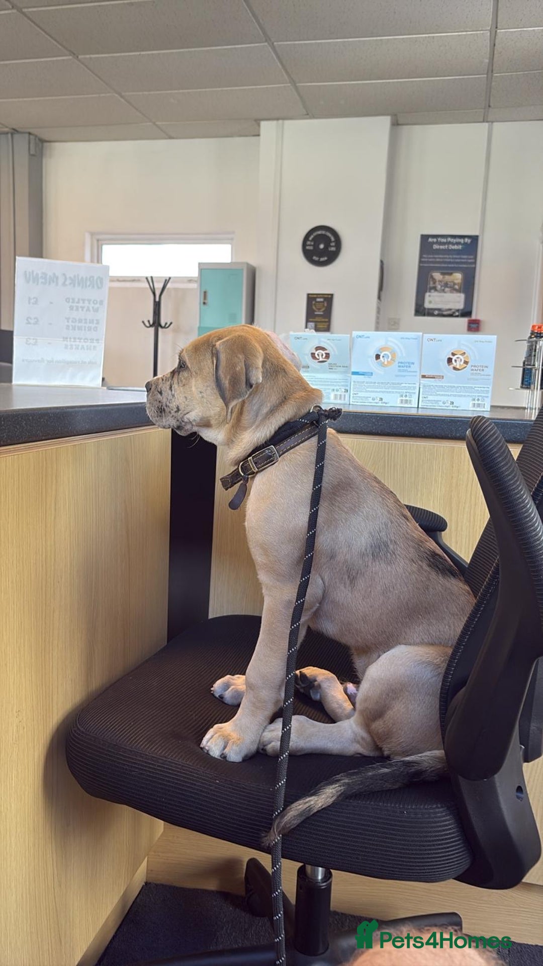 Cane Corso dogs for sale: Trained Cane Corso, Odin. - Image 2