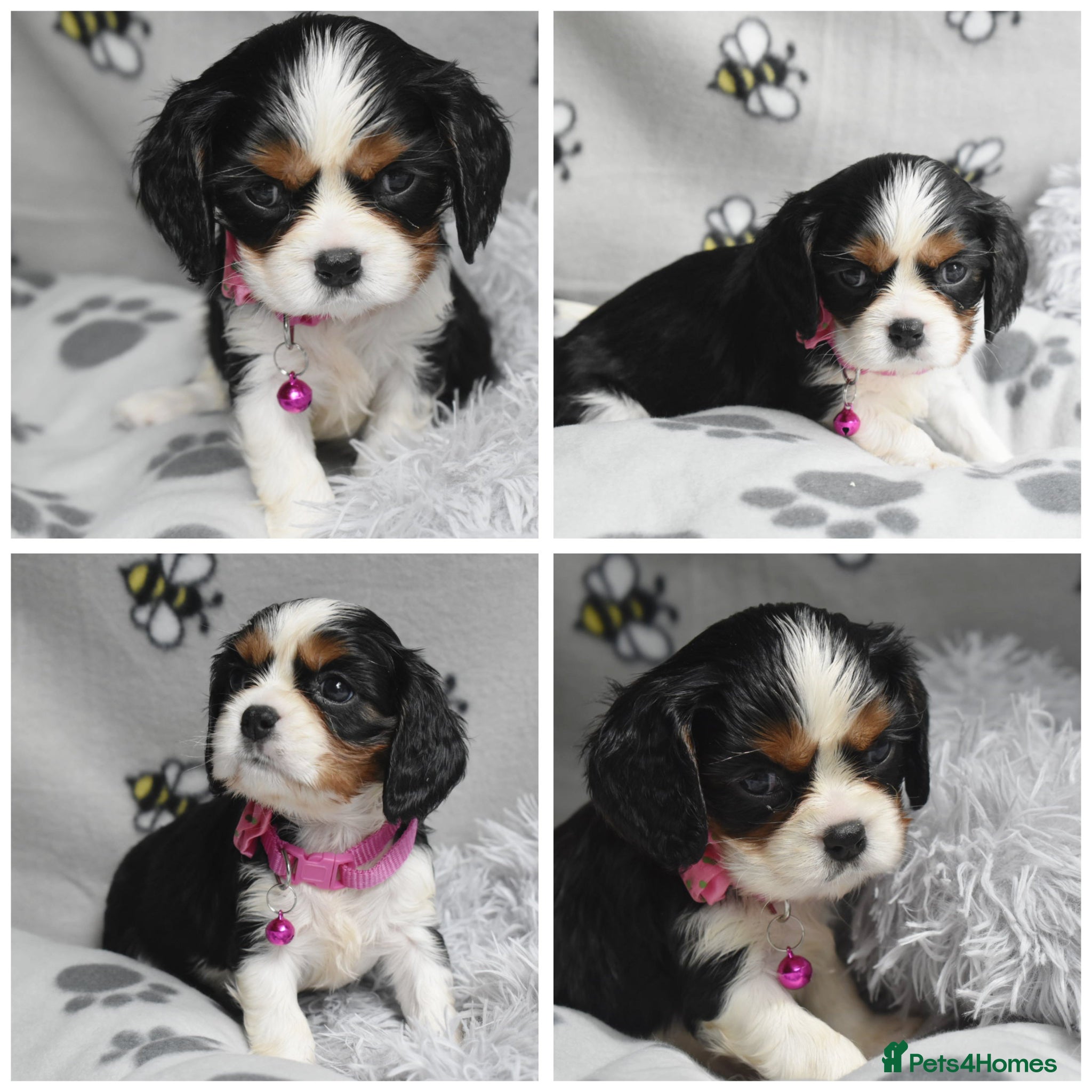 Cavalier King Charles Spaniel dogs Fully Health Tested KC Cavalier King Charles S - Advert 4