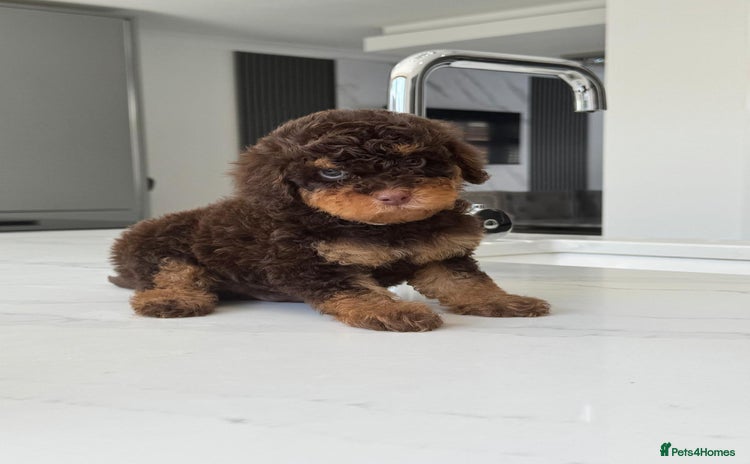 Toy Poodle dogs - Advert 10