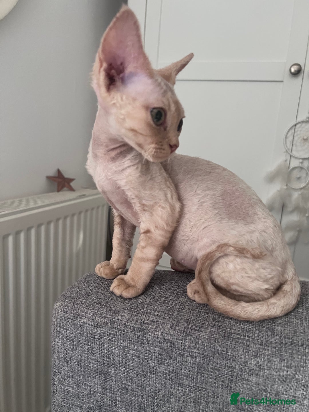 Devon Rex cats for sale: Ready now GCCF outstanding Devon Rex kittens  - Image 17