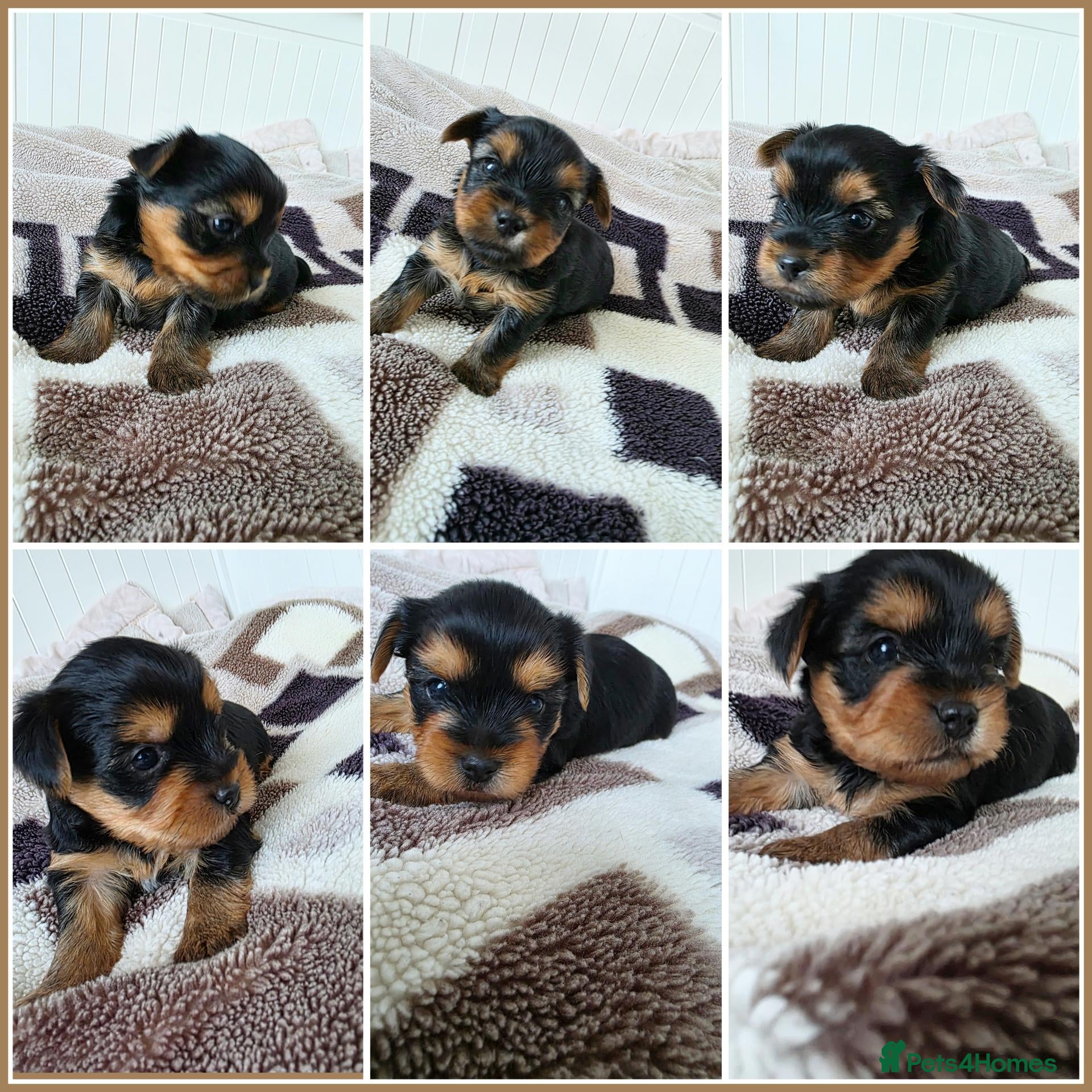 Yorkshire Terrier dogs 💕Yorkshire Terrier puppies.💕 - Advert 12