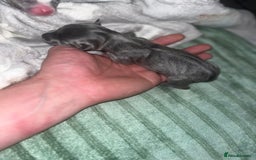 Jack Russell dogs for sale: Miniature Tri coloured Merle Jack Russell  - Image 15