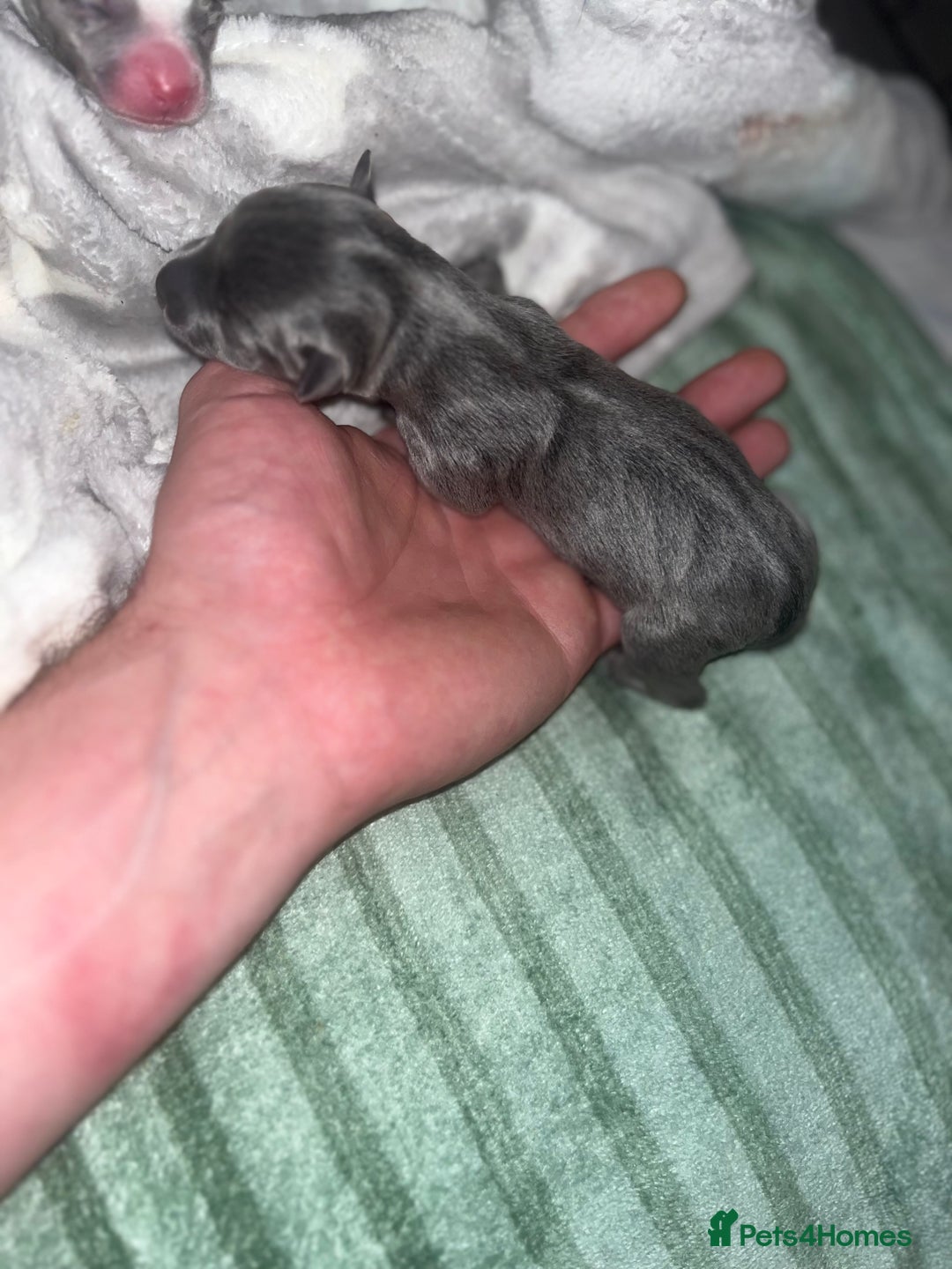 Jack Russell dogs for sale: Miniature Tri coloured Merle Jack Russell  - Image 15