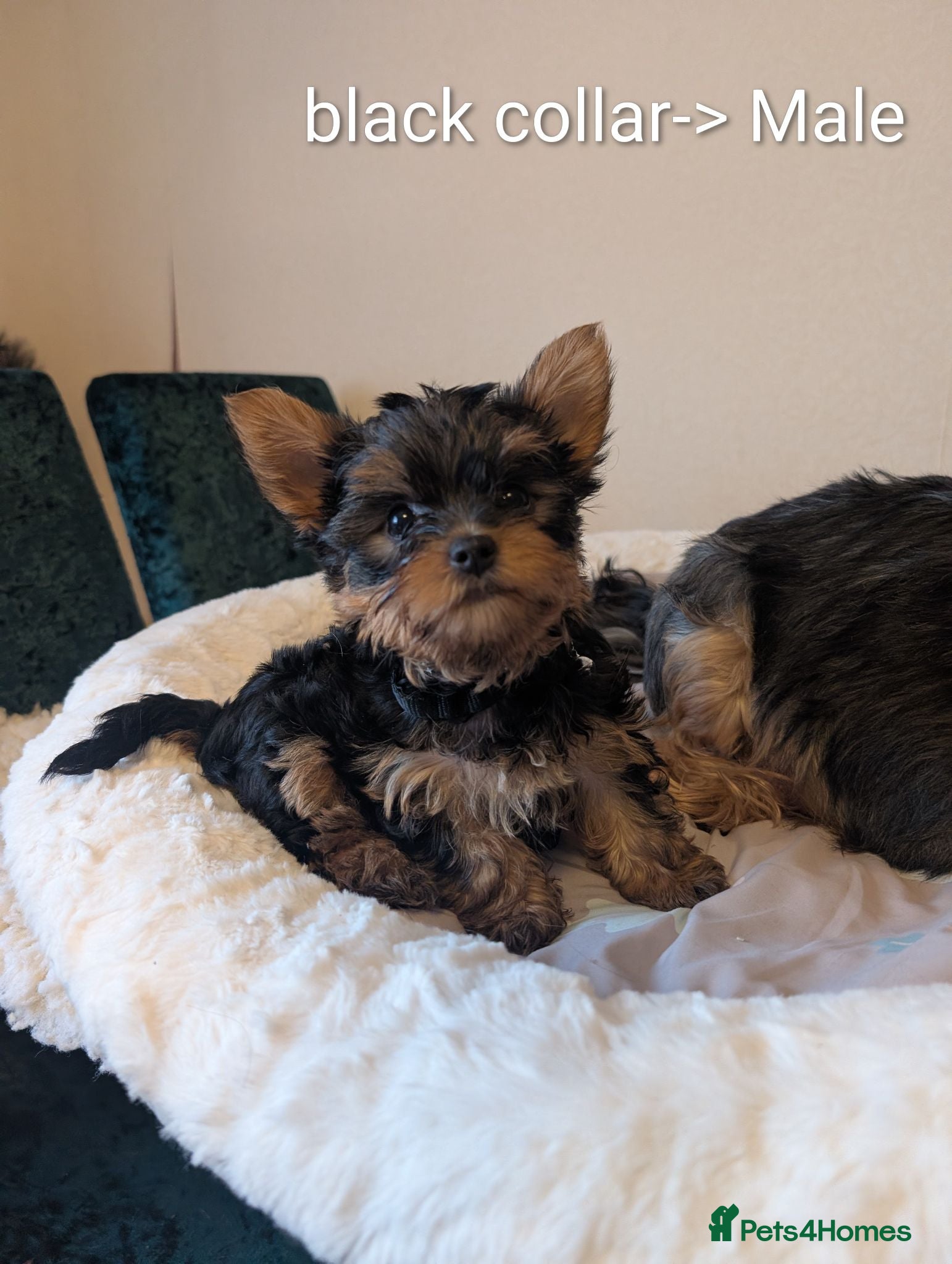 Yorkshire Terrier dogs Yorkshire terrier puppies ready for viewing  - Advert 1