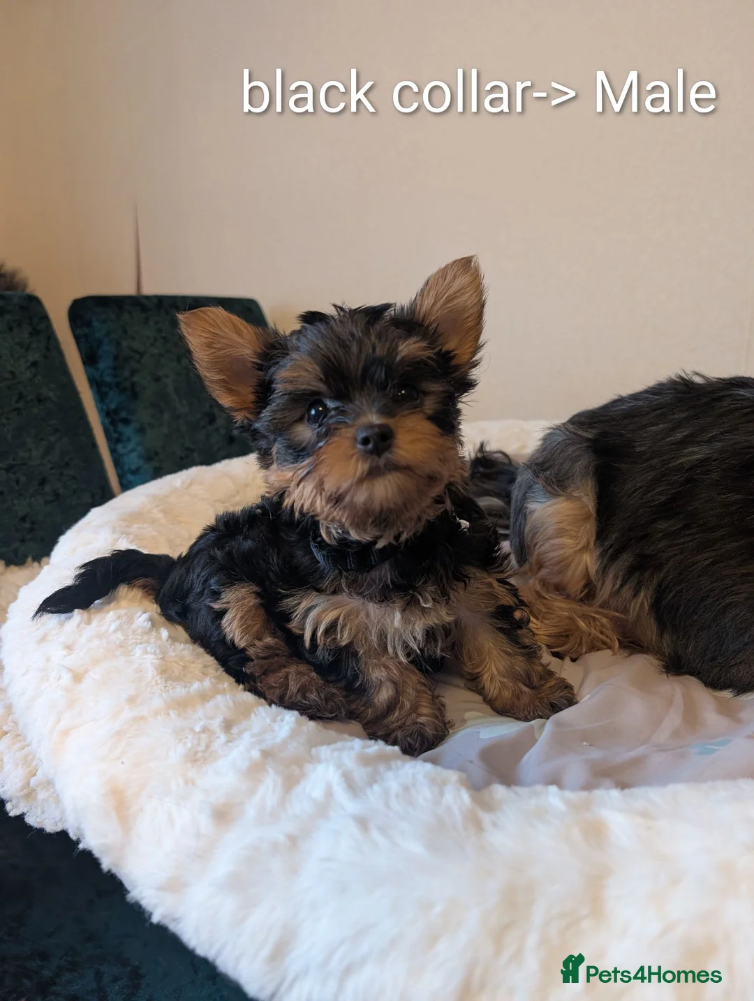 Yorkshire Terrier dogs for sale: Yorkshire terrier puppies ready for viewing  - Advert 1