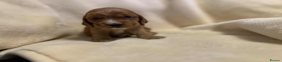 Cocker Spaniel Puppy 5