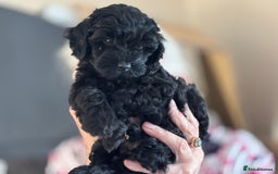Cockapoo dogs for sale: Licensed Breeder for peace of mind  - Image 18