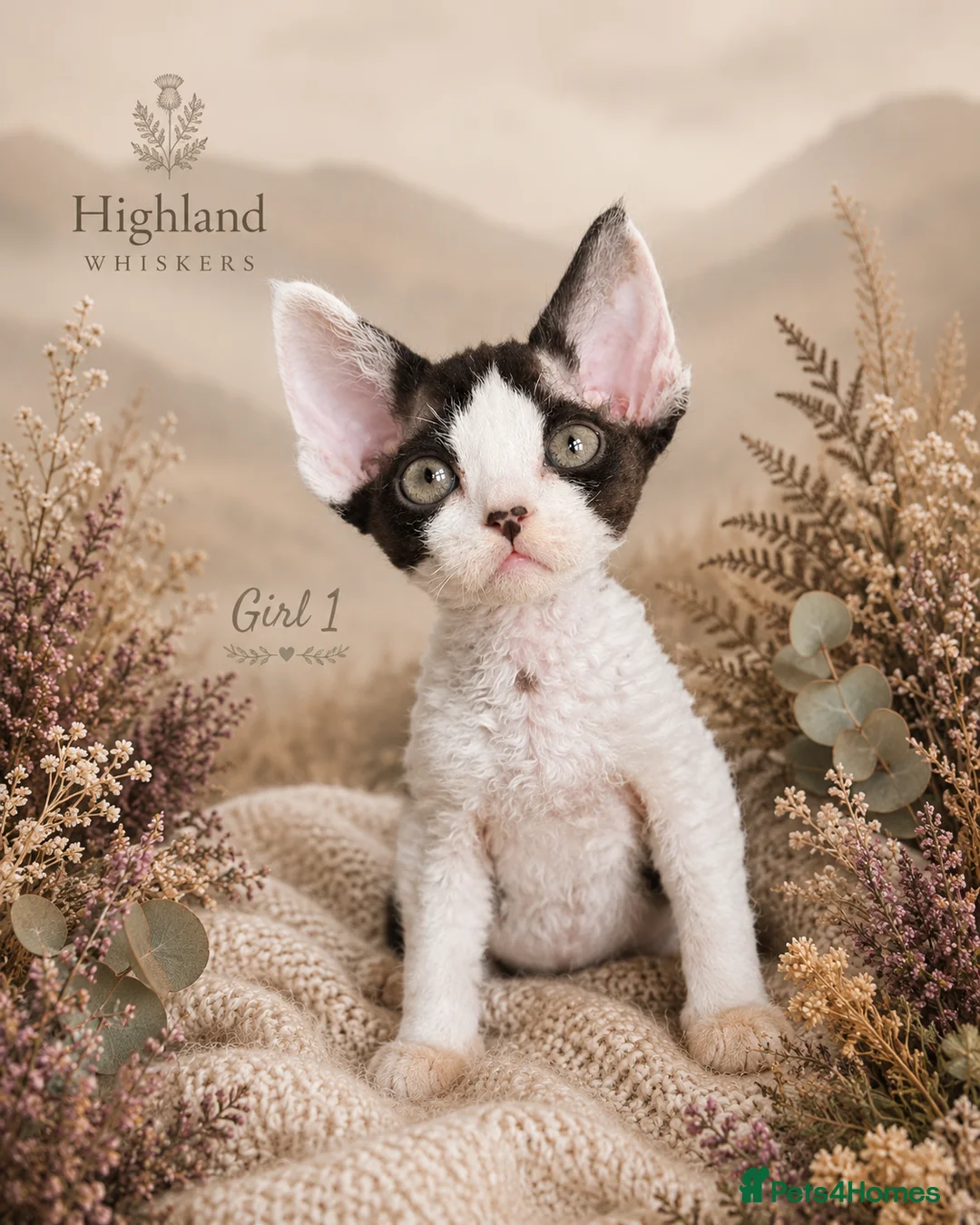 Devon Rex cats for sale: Devon Rex Kittens GCCf Registered Champions - Advert 1