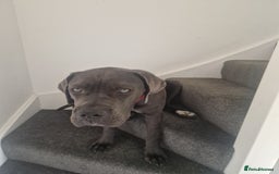 Cane Corso dogs for sale: Blue Cane corso - Image 1