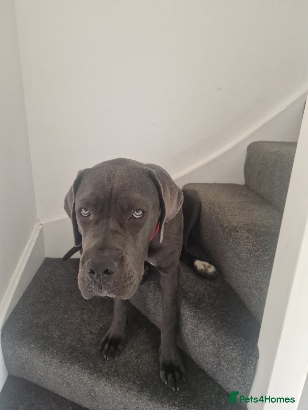 Cane Corso dogs for sale: Blue Cane corso - Image 1