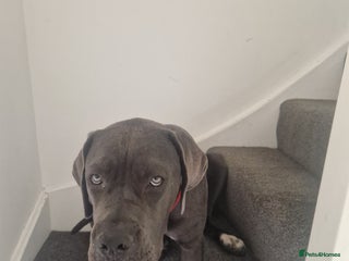 Cane Corso dogs for sale - Advert 1