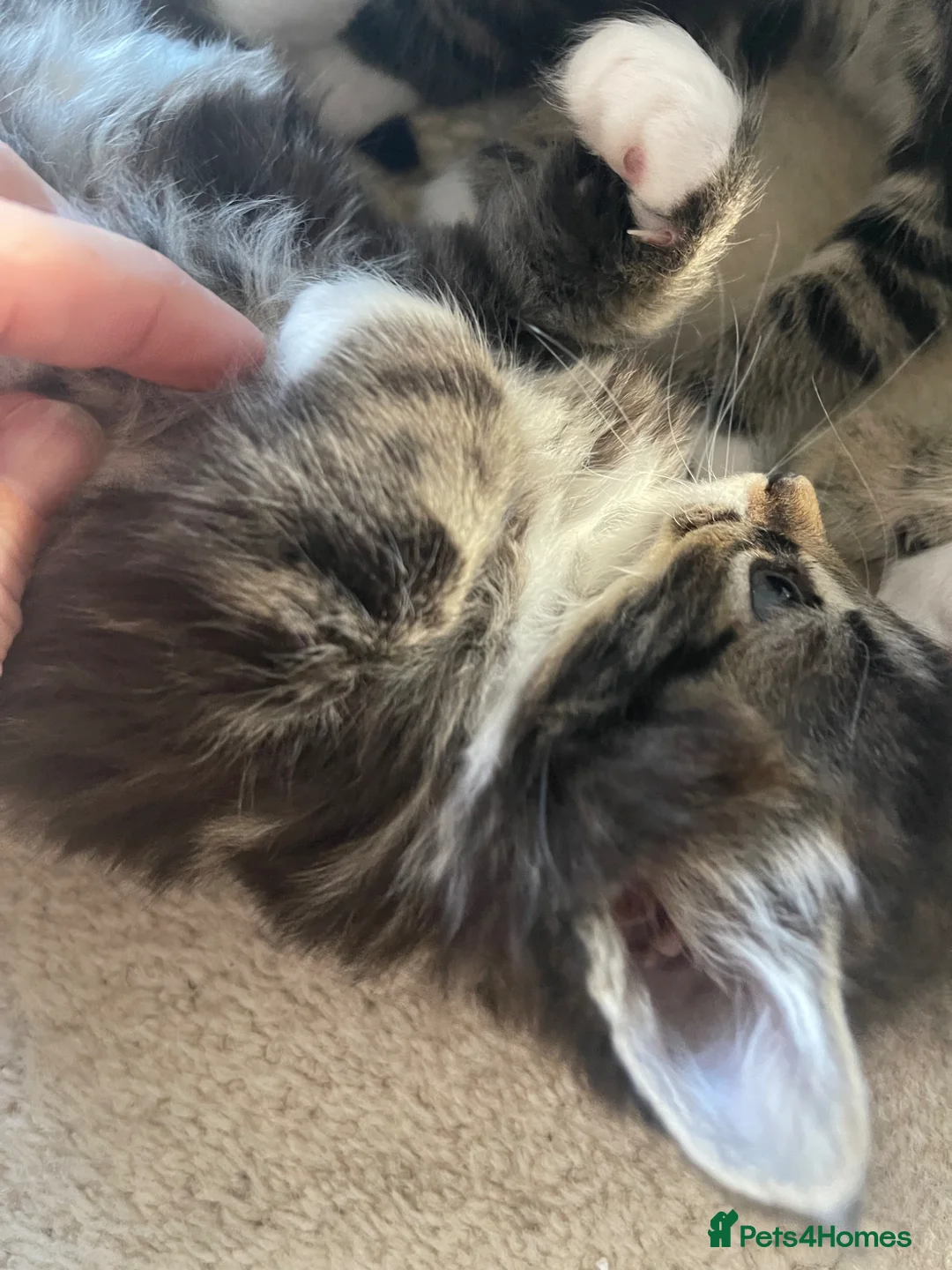 Mixed Breed cats for sale: Gorgeous Tabby and white kittens - Advert 2