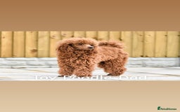 Cavapoo dogs for sale: 2 Beautiful F1B Cavapoo Boys Available!🩵 - Image 11