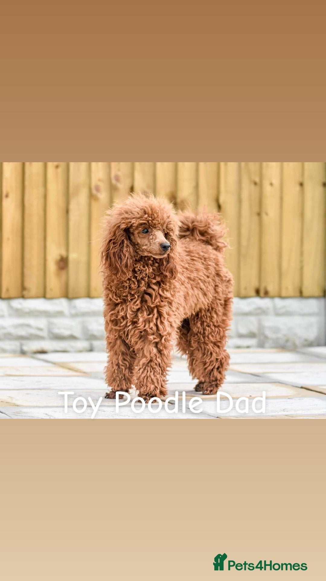 Cavapoo dogs for sale: 2 Beautiful F1B Cavapoo Boys Available!🩵 - Image 11