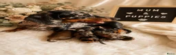 Miniature Dachshund dogs for sale: Miniature dachshund puppies - Advert 7