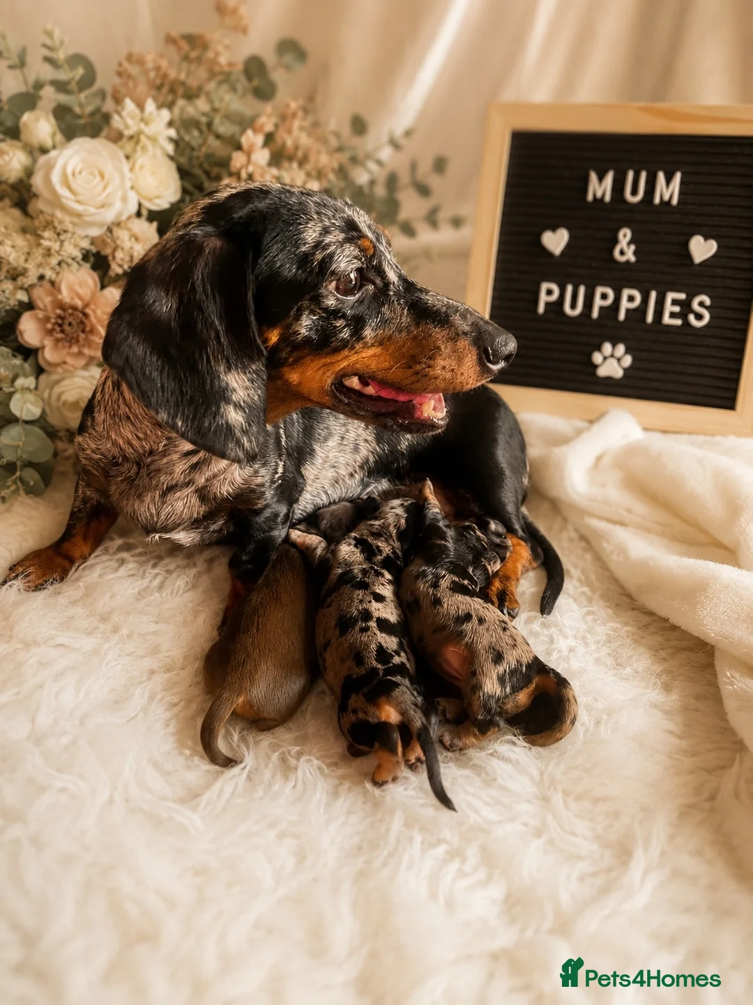 Miniature Dachshund dogs for sale: Miniature dachshund puppies - Advert 7