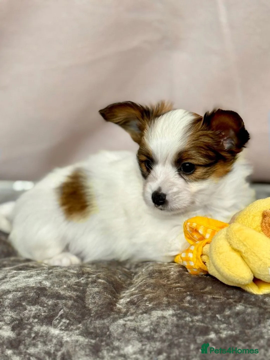 Papillon dogs for sale: ROYAL KENNEL CLUB registered,  DNA tested perents  - Advert 25