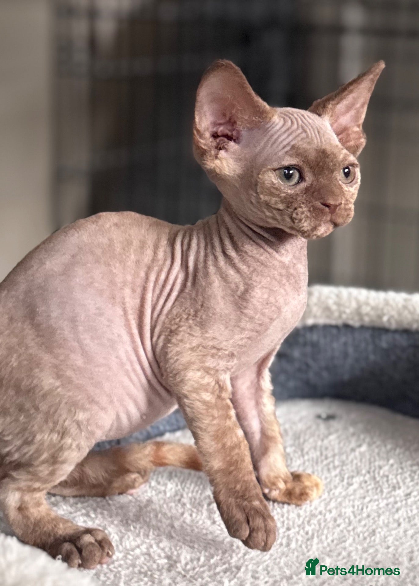 Devon Rex cats Pedigree Devon Rex Kittens  - Advert 2
