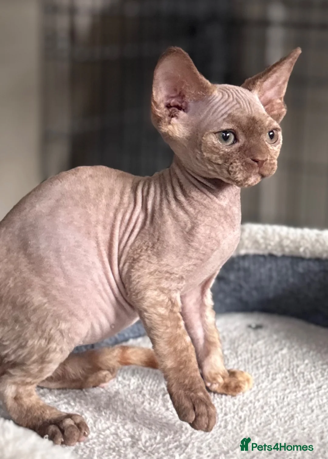 Devon Rex cats for sale: Pedigree Devon Rex Kittens  - Advert 1