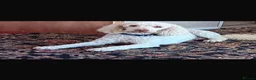 Sproodle dogs for sale: Sproodle puppies - Advert 5
